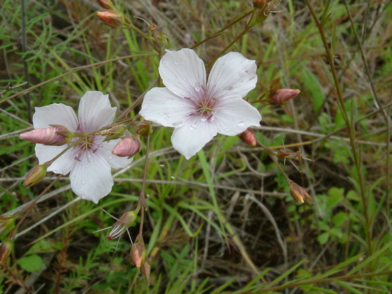 Linum tenuifolium / Lino a foglie strette